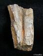 Partial Serrated Tyrannosaurid Tooth - T-Rex #2998-2